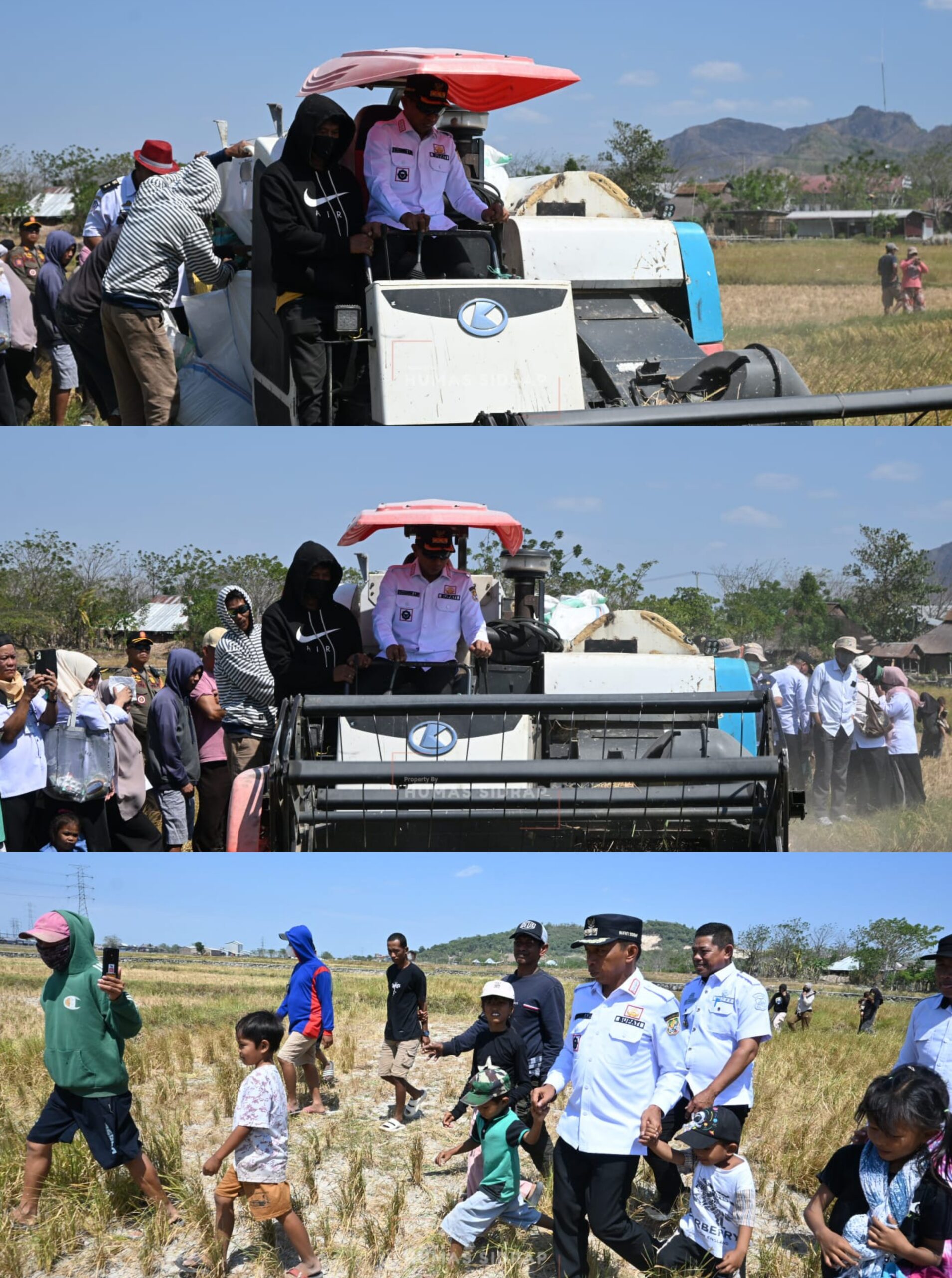 Panen di Tengah Kemarau El Nino, Bupati Sidrap Puji Keuletan Petani
